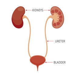 Diagram of the Kidneys, Ureter and Bladder