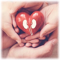 Conceptual image of a doctor holding gears representing the human heart, liver, and kidneys