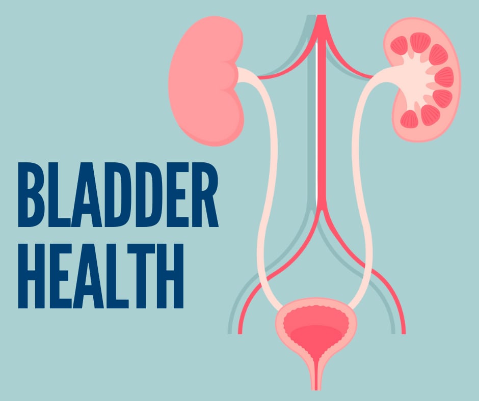 graphic of a bladder with kidneys