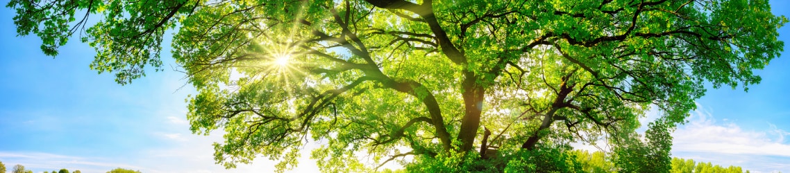 Photo of Sunlight coming through a tree